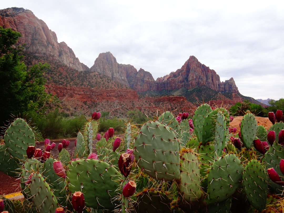 Photo Peanut cactus